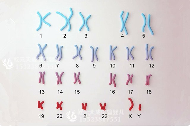 染色体基因异常怎么办？泰国试管婴儿帮助优生优育！