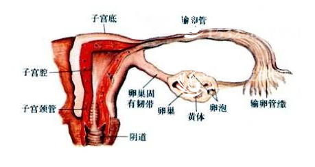 做试管婴儿一定会怀上孩子吗？什么人可以做试管？