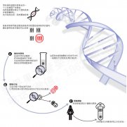 泰国第三代试管婴儿PGD技术详解 