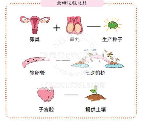 泰国试管婴儿移植后受精卵什么时间着床？ 